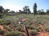 Desert Oak Trap Lines